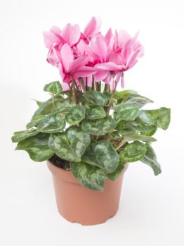 A Cyclamen 'Mammoth Red' 7" Pot features vibrant pink and creamy white flowers, enhanced by its variegated green leaves.