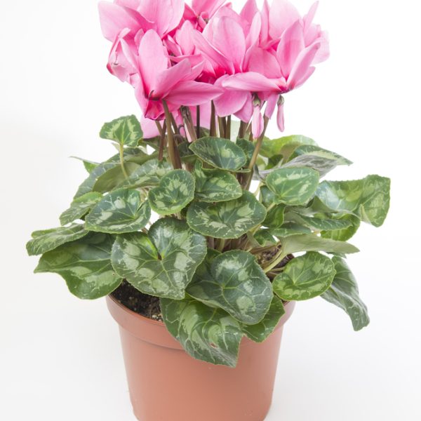A Cyclamen 'Mammoth Red' 7" Pot features vibrant pink and creamy white flowers, enhanced by its variegated green leaves.