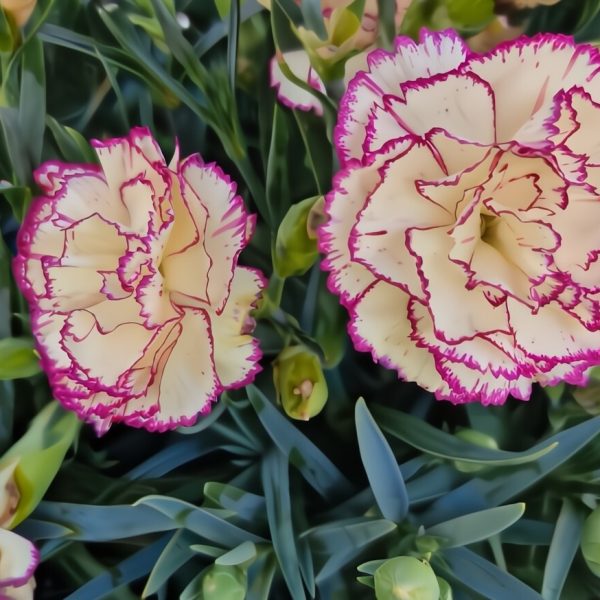 The Dianthus 'Peach Party' Carnation in a 6" pot features two cream-colored carnations with pink edges, beautifully accented by vibrant green leaves and buds.