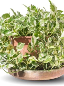 An Epipremnum 'Devil's Ivy' N'Joy 10" hanging basket, paired with Cebu Blue Pothos, features green and white leaves in a terracotta pot on a shallow dish.