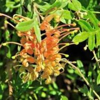 Close-up of a Grevillea 'Splendour' flower, showcasing its vibrant orange petals against lush green leaves.