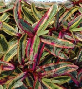 Close-up of vibrant, multicolored foliage with long, narrow leaves featuring shades of green, pink, and purple.