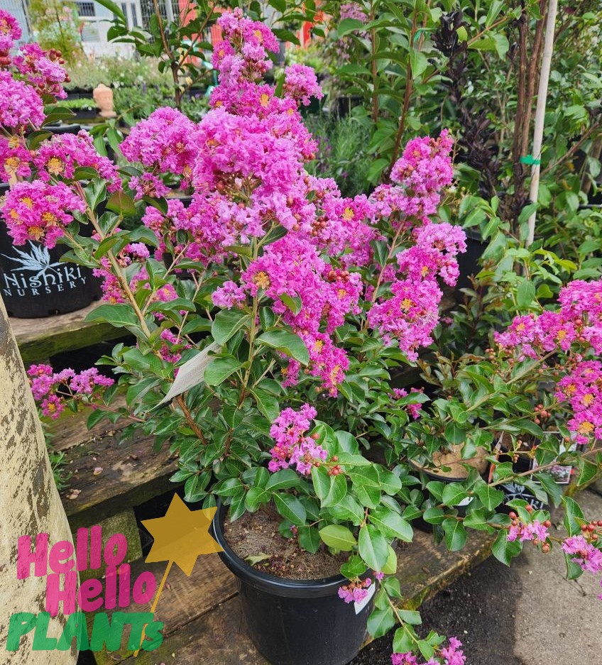 Lagerstroemia 'Zuni' Crepe Myrtle (Bush Form) 13" Pot - Image 6