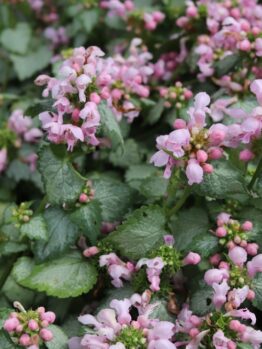 Lamium 'Pink Nancy' 15cm Pot features clusters of small, light pink flowers and green, serrated leaves that form dense groundcover.