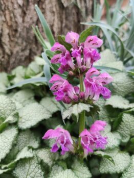The Lamium 'Ghost' 6" Pot features clusters of purple flowers and green leaves, growing in front of a tree trunk and surrounded by dense, textured foliage.