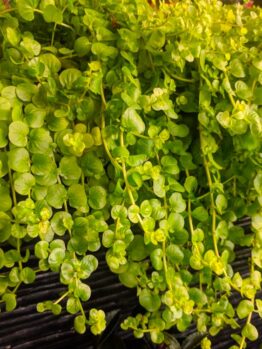 Close-up of vibrant green, cascading leaves of a creeping plant growing over a dark wooden surface.