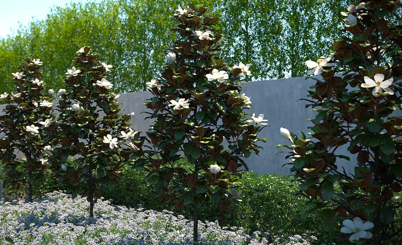 Magnolia Little Gem