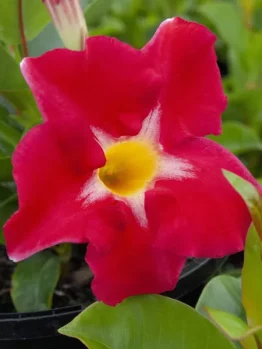 A close-up view of a vibrant red Mandevilla 'Aloha Royal Red Romance' flower, with a striking yellow center and lush green leaves, flourishing beautifully in its 6" pot.
