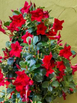 Vibrant red flowers with lush green leaves against a light green wall.