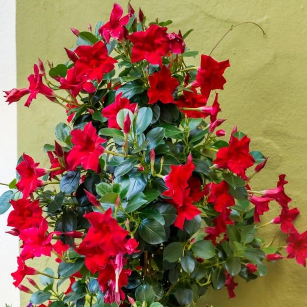 Vibrant red flowers with lush green leaves against a light green wall.