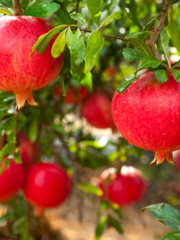 Pomegranates hanging on a tree branch with green leaves, against a blurred background of more pomegranates and foliage.