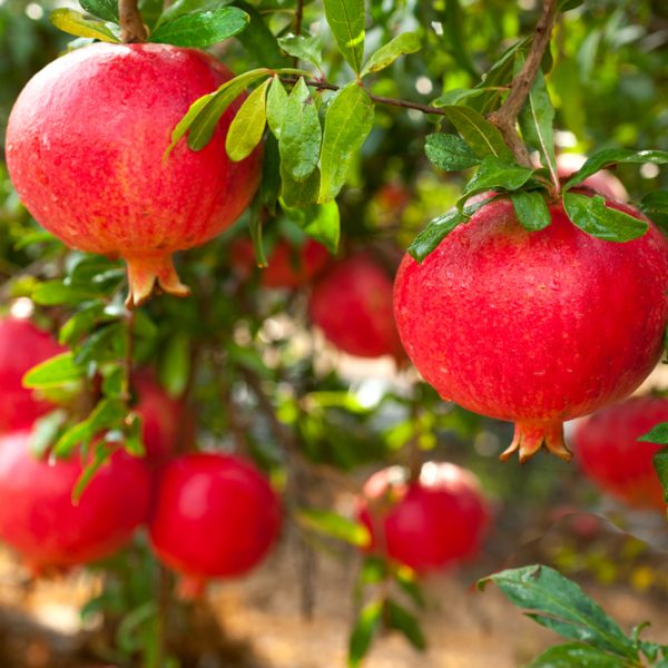 Pomegranates hanging on a tree branch with green leaves, against a blurred background of more pomegranates and foliage.