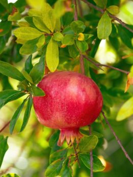 A ripe Punica 'Angel Gold' Pomegranate, housed in a 7" pot, hangs on a branch surrounded by verdant leaves.
