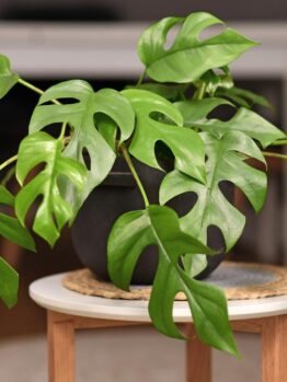 A green Monstera plant with split leaves sits in a dark pot on a small round table.