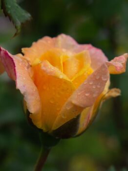 Close-up of an 'A Blooming Miracle' rosebud, yellow with pink edges, adorned in water droplets against a blurred green background.