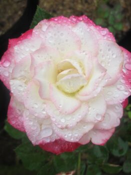 Close-up of a Rose 'Amnesty International' Bush Form with white and pink petals adorned by water droplets, set against a background of soil and greenery.