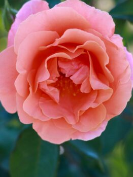 Close-up of a Rose 'Ali Baba' Climber in full bloom, its peach-colored petals surrounded by lush green leaves.