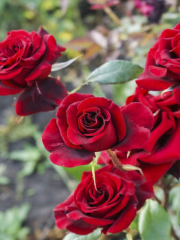 A cluster of vibrant 'A Blooming Miracle' rose bushes blooms in a garden setting, their striking red petals contrasting against lush green leaves in the background.