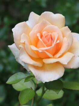 A 'A Blooming Miracle' rose in full bloom, its peach-colored petals striking against a backdrop of lush green leaves.