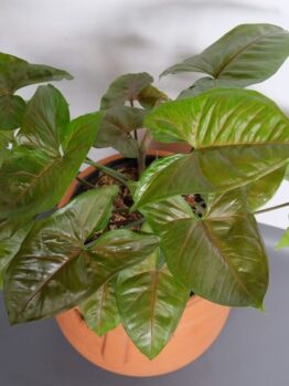 An Acer 'Celebration' Maple with large, glossy green leaves sits potted on a grey surface against a white background.