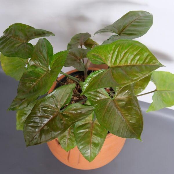 An Acer 'Celebration' Maple with large, glossy green leaves sits potted on a grey surface against a white background.