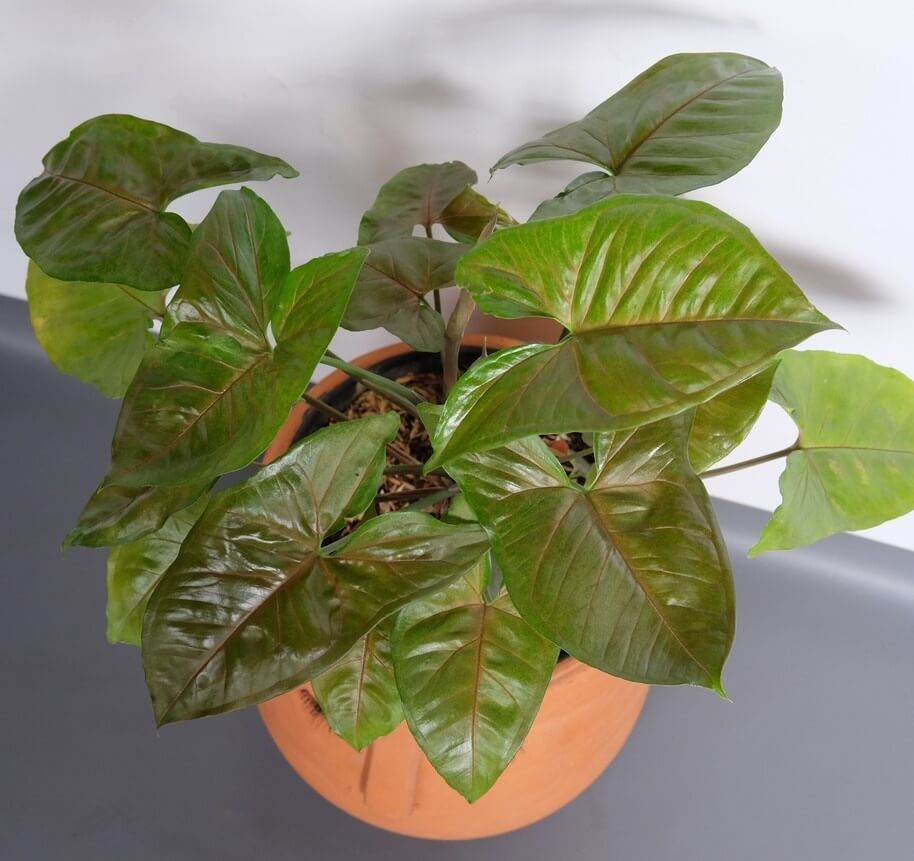 An Acer 'Celebration' Maple with large, glossy green leaves sits potted on a grey surface against a white background.