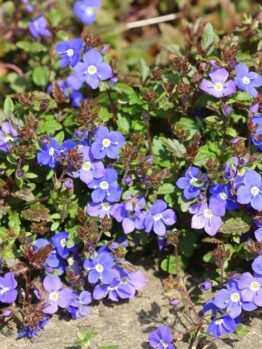A cluster of small purple flowers with yellow centers and green leaves growing in a garden.