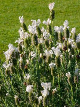 A cluster of white lavender flowers in bloom stands against a backdrop of green grass.