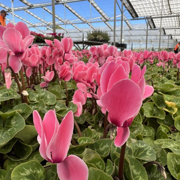 A greenhouse filled with blooming pink cyclamen and vibrant Gerbera jamesonii Joybera 6" Bowl plants basking under a glass roof.