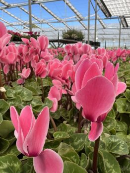 A greenhouse filled with blooming pink cyclamen and vibrant Gerbera jamesonii Joybera 6" Bowl plants basking under a glass roof.