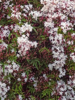 Dense clusters of white jasmine flowers and pink buds with green leaves.