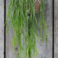 The Rhipsalis 'Mistletoe Cactus' in a 5" hanging basket displays long, thin green stems against a wooden background.