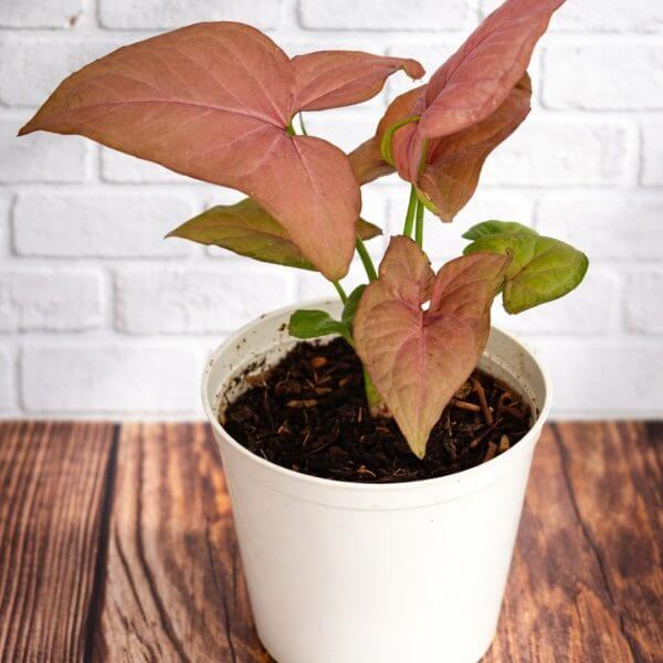An Acer 'Celebration' Maple potted plant with pinkish-green leaves sits on a wooden surface, set against a white brick wall background.