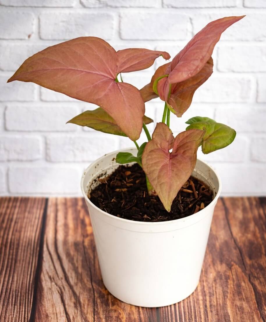An Acer 'Celebration' Maple potted plant with pinkish-green leaves sits on a wooden surface, set against a white brick wall background.