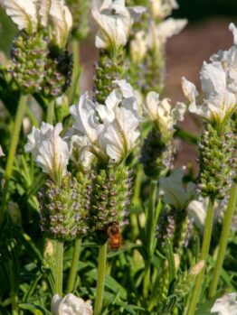 A bee on a purple and white flower in a lush garden.