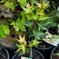 A variety of potted plants with striking variegated foliage is beautifully displayed. Among them, the stunning Acer 'Banzai' Dwarf Japanese Maple in an 8" pot captures attention. Plant tags are neatly visible for easy identification by enthusiasts and collectors.