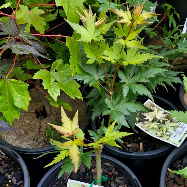 A variety of potted plants with striking variegated foliage is beautifully displayed. Among them, the stunning Acer 'Banzai' Dwarf Japanese Maple in an 8" pot captures attention. Plant tags are neatly visible for easy identification by enthusiasts and collectors.