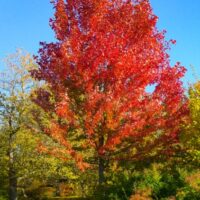 An Acer 'Celebration' Maple 13" Pot showcases vibrant red foliage, standing proudly in a park under a clear blue sky among trees with green and yellow leaves.