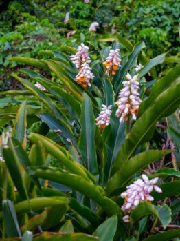Alpina 'Green Shell Ginger' features lush green foliage and clusters of white and orange flowers, thriving in dense gardens. Perfect for vibrant garden accents, it's available in a convenient 6" pot.