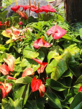 A cluster of red and pink anthurium flowers with glossy green leaves in a garden setting.