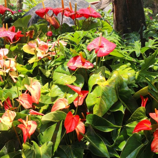 A cluster of red and pink anthurium flowers with glossy green leaves in a garden setting.