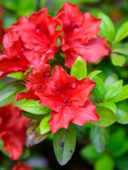 Close-up of vibrant Azalea 'Guanda Red' flowers with lush green leaves, blooming beautifully in a 5" pot.