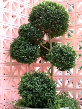 A Buxus 'English Box' 110L (Cloud Pruned) topiary showcases multiple round green shapes against a pink geometric patterned wall.