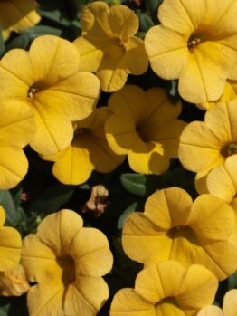 A close-up of Calibrachoa 'Paintball Yellow' flowers with lush green leaves, set in a 3" pot that accentuates their vibrant hue.