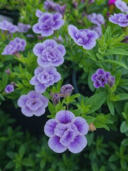 Close-up of lush green foliage with clusters of small, vibrant purple flowers in bloom, showcasing the striking beauty of Calibrachoa 'Double Plumtastic'.
