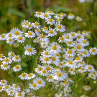 A cluster of white daisies with yellow centers in full bloom against a green leafy background.