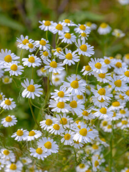 A cluster of white daisies with yellow centers in full bloom against a green leafy background.