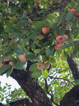 Tree branches are adorned with lush green leaves and abundant ripe Diospyros 'Common Persimmon' from a 10" pot, creating a vibrant scene.