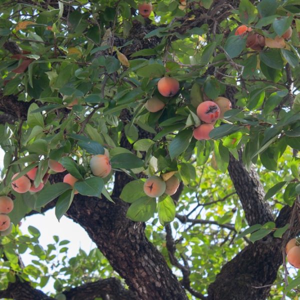 Tree branches are adorned with lush green leaves and abundant ripe Diospyros 'Common Persimmon' from a 10" pot, creating a vibrant scene.