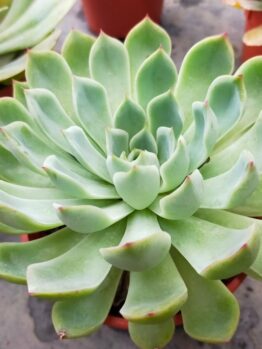 A vibrant green Echeveria 'Mexican Rose' succulent in a red pot rests on a concrete surface, highlighting its intricate beauty.